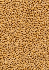 Fototapeta premium Close up texture of small raw golden wheat kernels forming a perfectly uniform agricultural background or natural seamless pattern, organic, yield, pattern