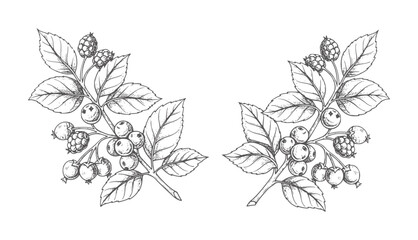 Hand drawn black ink of berry branches with leaves leaf © Mosa