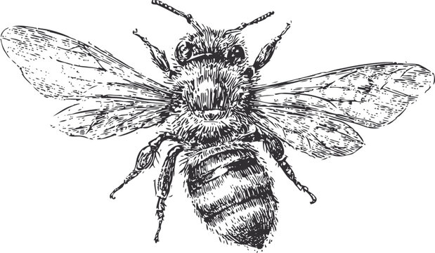 Detailed black and white bee illustration with wings spread, insect anatomy sketch, honeybee drawing