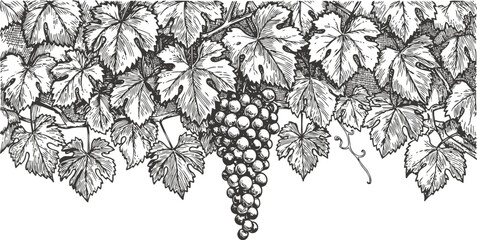 Fototapeta premium Grapevine with ripe grape cluster hanging among detailed leaves in vintage botanical illustration
