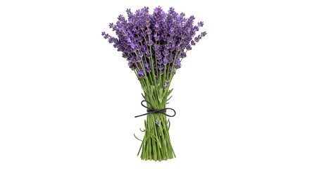 Fototapeta premium Bouquet of fresh lavender flowers on transparent background