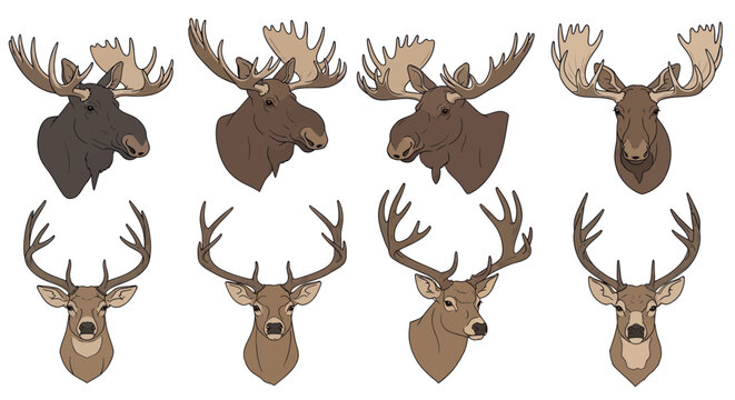 Collection of Moose and Deer Heads with Antlers Vector Art