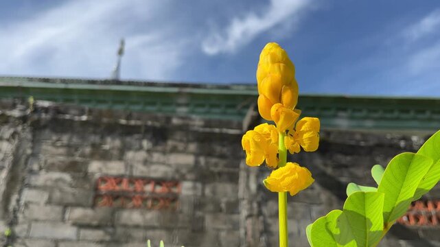 Bunga Ketepeng Cina (Senna alata), Yellow flower blooming in front of a textured concrete wall under bright blue sky, captured in outdoor daylight.