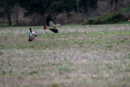 Nilg&auml;nse  bei der Balz, sie jagen sich und k&auml;mpfen