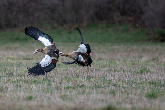Nilg&auml;nse  bei der Balz, sie jagen sich und k&auml;mpfen