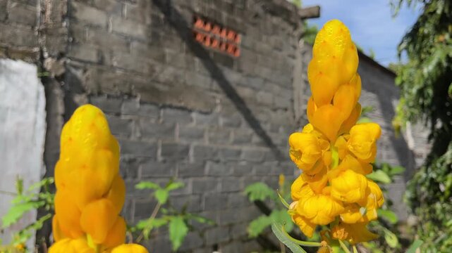 Ketepeng Cina Flower (Senna alata), Yellow tropical flower in foreground with blurred concrete wall background during sunny daytime, recorded close up to emphasize natural color, growth, and peaceful 