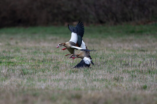 Nilg&auml;nse  bei der Balz, sie jagen sich und k&auml;mpfen