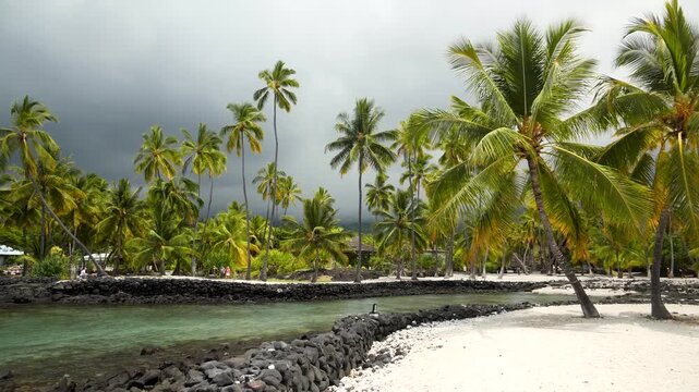 Young woman walking around palm trees inside exotic Puuhonua O Honaunau National Historical Park in Big Island, Hawaii. High quality 4k footage