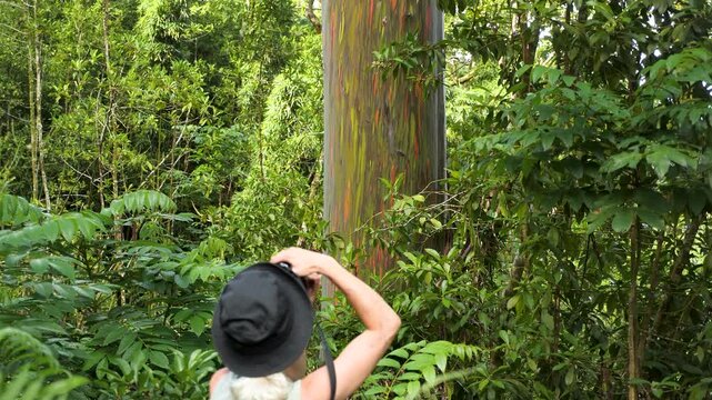 Beautiful girl looking at the rainbow eucalyptus tree on the island of Maui on the road to Hana, Hawaii. Tropical lush forest. Magic garden. High quality 4k footage