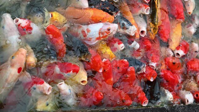 Colorful koi fish feeding in pond close up dynamic water surface
