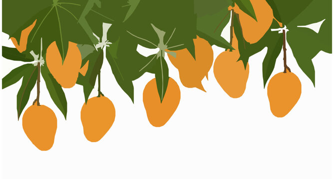Mango Tree with Ripe Mangoes Tropical Fruit Vector Illustration