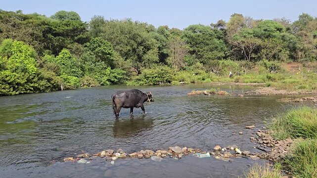 A thirsty buffalo wades into the cool river, her heart heavy with worry. She lost her owner's trail crossing here & hopes to find them further downstream, driven by a deep, loyal yearning for reunio.