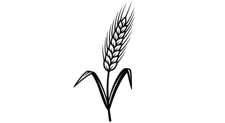 Detailed illustration of a wheat stalk against a white background silhouette © Nazrul