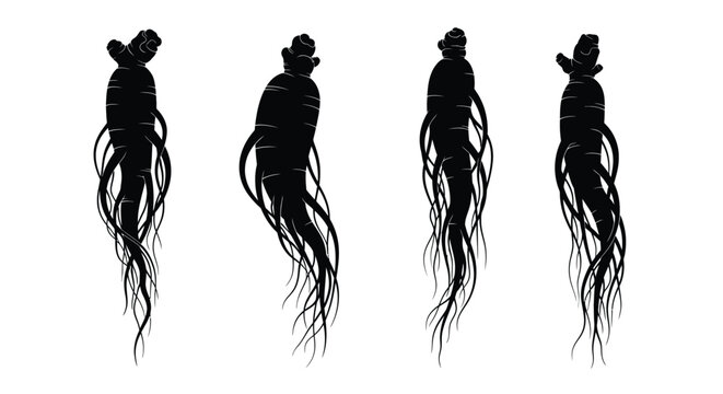 Four ginseng roots depicted in a striking black silhouette