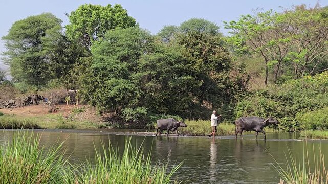 Unrecognizable farmer leads buffaloes across a river. One buffalo trails behind, momentarily losing its way before scurrying through the water to rejoin the herd, maintaining their journey 