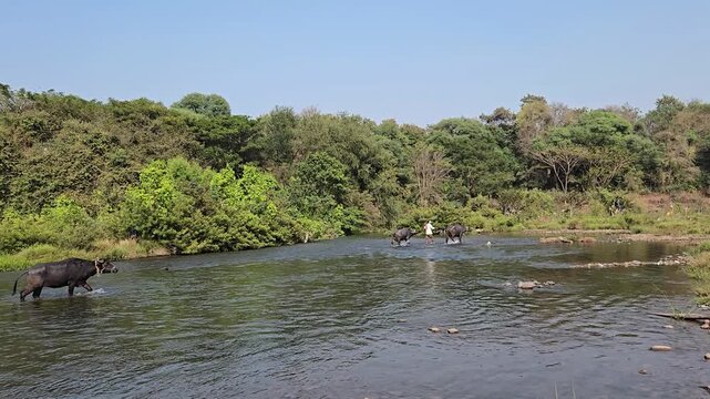 A man is leading his water buffalo family across a wide, shallow river. They are wading through the water, following him closely. The lush green landscape surrounds them under a bright blue sky. A pea