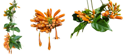 vibrant orange flowers of a trumpet vine (campsis radicans) collection © Flowal93