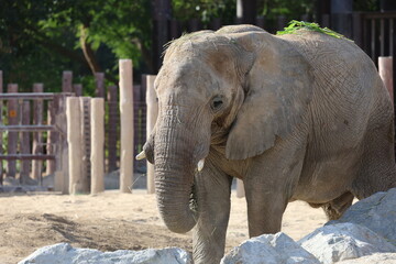 Fototapeta premium Rock formations where elephants stand. Watching African elephants at the zoo. High quality 4k footage
