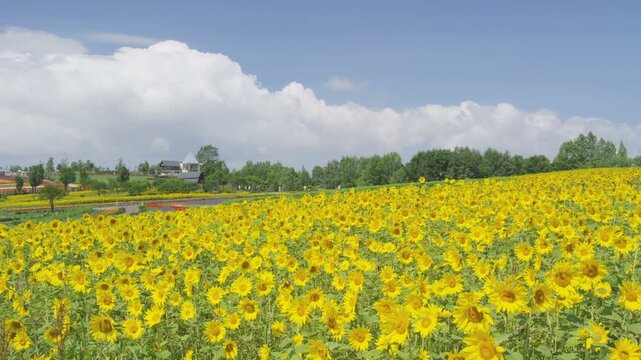 美瑛ぜるぶの丘のひまわり花畑