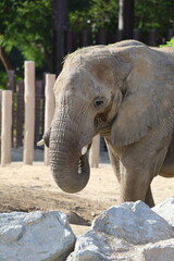 Naklejka premium Rock formations where elephants stand. Watching African elephants at the zoo. High quality 4k footage
