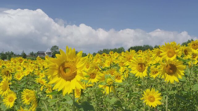 美瑛ぜるぶの丘のひまわり花畑