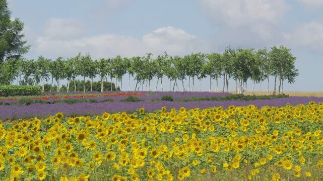 美瑛ぜるぶの丘のひまわり花畑