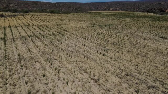 Camera slowly moving over Small bushes of Rooi Bos Tea growing in rows on sandy soil. The tea is also called bush tea, red tea, Red Bush Tea, Aspalathus linearis. 4K Aerial Video.