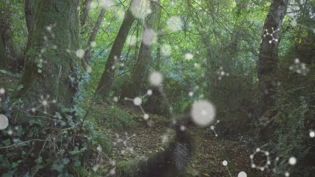 Camera starting low, tilting upward revealing canopy as molecular bokeh drifting for education