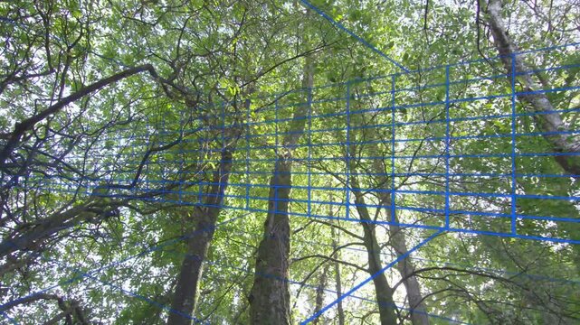 Blue grid appearing, camera tilting and panning right, trunks shifting and revealing sunlit canopy