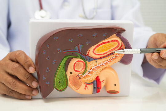 Liver with gallbladder, pancreas spleen and duodenum, Asian doctor holding human anatomy model for study diagnosis and treatment in hospital.