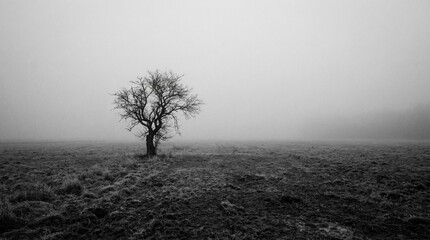 Obraz premium Misty solitary bare tree in a desolate field under a moody overcast sky, black and white landscape photography