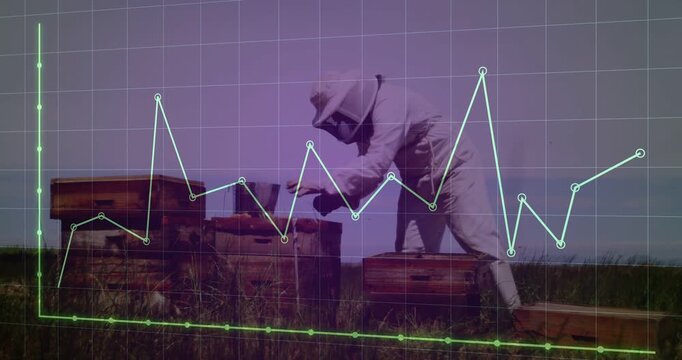 Beekeeper inspecting hives in field, lifting boxes and checking health, grid peaking with each lift