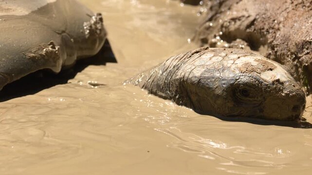Aldabra Giant Tortoise Cooling Off in a Thick Mud Puddle