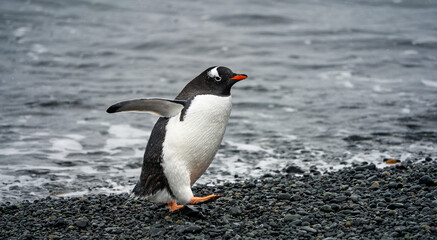 Fototapeta premium wildlife at half moon bay Antartic Peninsula