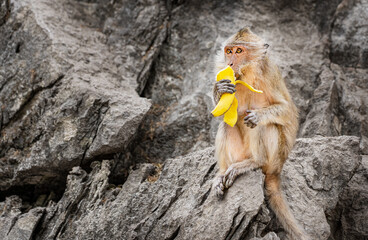 Portrait of single macaque monkey animal peeling fresh yellow banana fruit and eating on a rocky cliff in tropical natural park in thailand at travel destination during summer vacations travelling © Elena