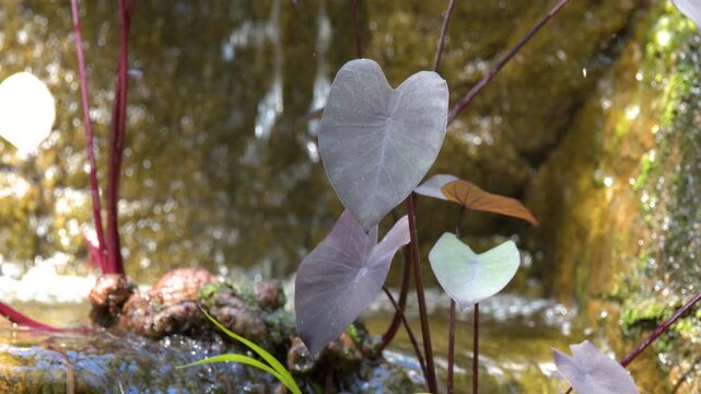 Tropical Garden Waterfall with Taro Plants and Elephant Ear Leaves