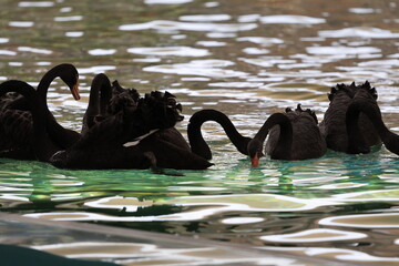 Black swans swimming. black swans against the background of water.High quality photo © Broker_Aleksandr