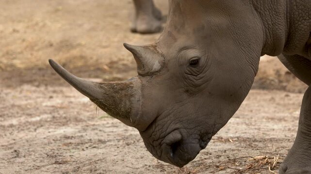 Close Up of a White Rhinoceros Grazing in an Enclosure