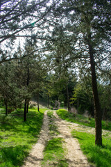 Fototapeta premium Camino de tierra a través de un bosque de pinos con hierba verde iluminado por el sol