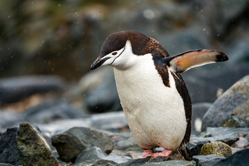 Fototapeta premium wildlife at half moon bay Antartic Peninsula