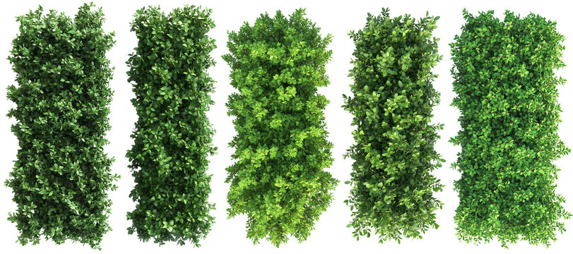 Top view of a hedge row Set isolated or on white background 3d render png. Architecture plan	