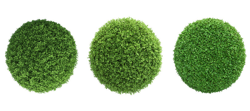 Top view of a hedge row Set isolated or on white background 3d render png. Architecture plan	