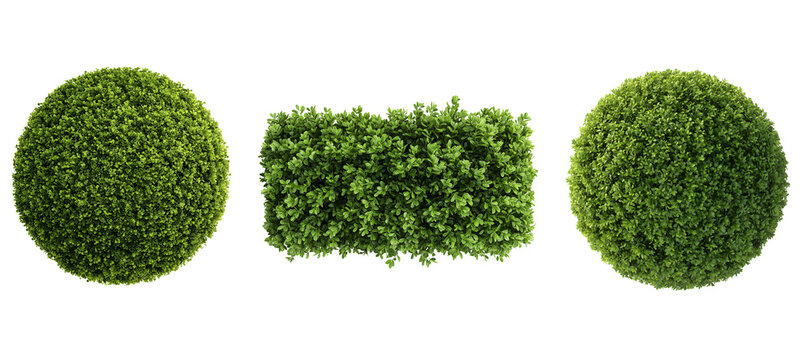 Top view of a hedge row Set isolated or on white background 3d render png. Architecture plan	