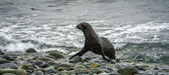 Naklejka premium wildlife at half moon bay Antartic Peninsula