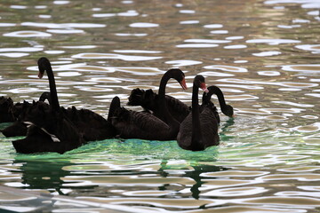 Black swans swimming. black swans against the background of water.High quality photo © Broker_Aleksandr