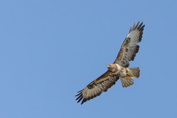 Fototapeta premium Common buzzard in flight with wings fully extended against blue sky