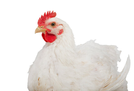 Broiler chicken. White hen isolated with white background. Poultry. Chicken breeding in the Netherlands