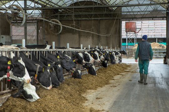 Dairy cows in modern Dutch cattle stable at the feeding gate with silage or roughage, farmer walks in the stable to check the cows
