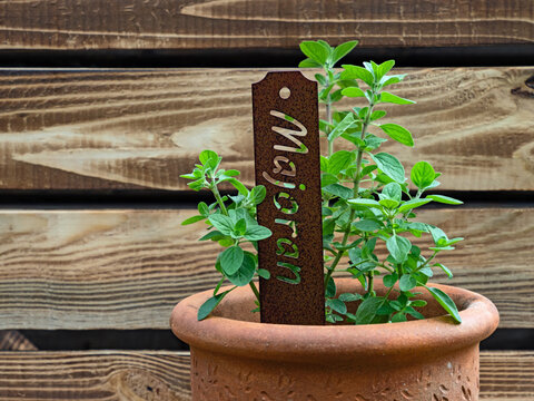 Ein Tontopf mit der Gew&uuml;rzpflanze Majoran, Origanum majorana, steht vor einem Hintergrund aus Holzbrettern