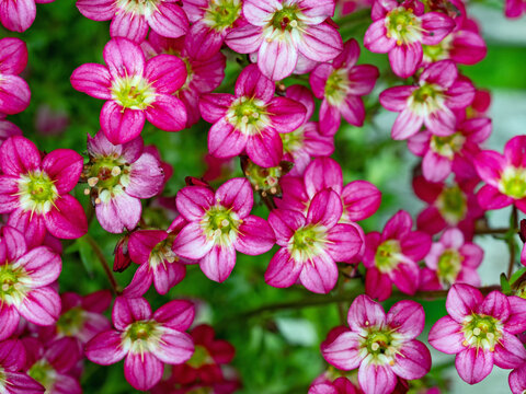 Blick von oben auf eine Vielzahl roter Bl&uuml;ten der Polsterstaude Steinbrech, Saxifraga